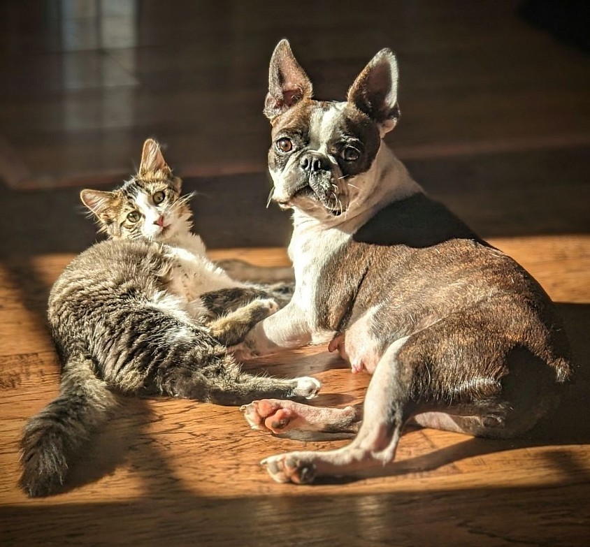 Boston terrier